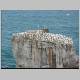 Gannet Colony 032.jpg
